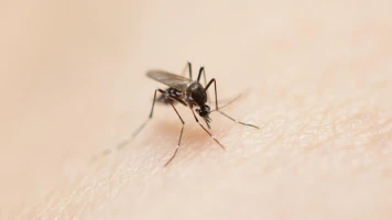 Le moustique-tigre et le risque de dengue vont s’étendre dans presque toute la France d’ici 2085
