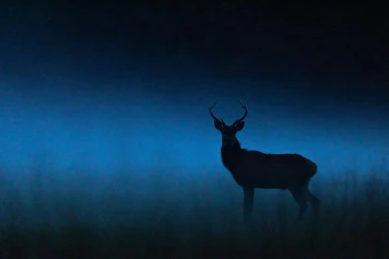 Brûlés, asphyxiés, déshydratés… Les animaux, premières victimes de l’incendie de Fontainebleau