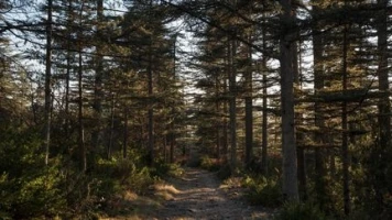 Canicule : le Vaucluse placé en "danger très élevé" pour les feux de forêts à partir de lundi, sept autres départements du Sud-Est en risque "élevé"