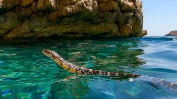 À Ibiza, pourquoi les serpents nageurs inquiètent-ils les touristes comme les scientifiques ?
