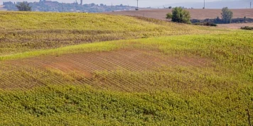 « Encore un été comme celui-là et il n’y aura plus de céréaliers dans le coin » : en Haute-Garonne, le maïs ou le sorgho ne résistent pas aux chaleurs extrêmes