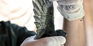 Un coup de chaud dévastateur pour la nature : en Gironde, martinets, hirondelles et chauve-souris en détresse saturent un centre de soins de la faune sauvage
