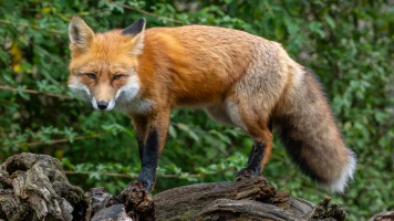 Le gouvernement publie la liste des animaux « nuisibles » pouvant être tués, la LPO outrée