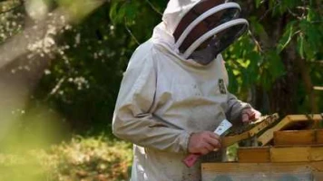 Le retour de deux insecticides provoque la colère des apiculteurs