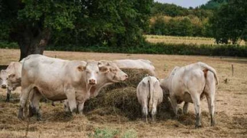 Prairies à sec, fruits et légumes "brûlés", récoltes en berne… Les agriculteurs face à "l'immensité de la crise" climatique