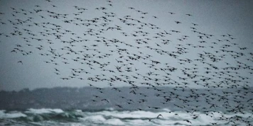 Aires marines protégées, plan contre les déchets plastiques : les annonces du gouvernement pour l’océan jugées peu ambitieuses