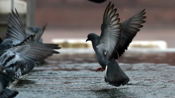 Un pigeon soupçonné d'être un espion chinois détenu pendant 8 mois avant d'être libéré