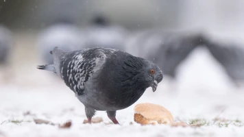 Inde : un pigeon, soupçonné d'espionnage, libéré après huit mois de détention