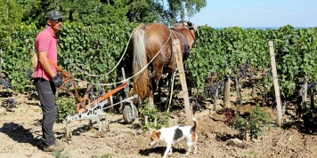 Agriculture biodynamique : « Nous mettons en évidence les connexions entre la recherche publique et un mouvement philosophico-religieux »