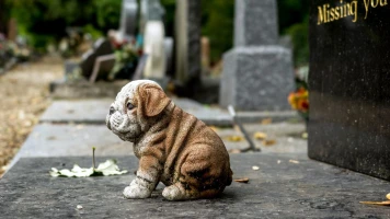 Support pour le deuil de votre animal de compagnie aux États-Unis