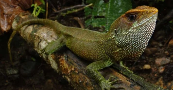 Une nouvelle espèce de lézard découverte en Amazonie péruvienne, nommée d'après un groupe de métal