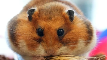 Justice pour hamster maltraité à Paris: 40 000 signatures pour enquête