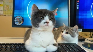 Rescue of Four Kittens by Gannat Gendarmes: A Tale of Compassion
