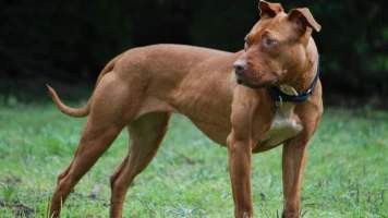Propriétaire arrêté à Nanterre pour cruauté envers les animaux