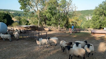 Fromage de Roquefort: Qualité et Équité par les Éleveurs de l'Aveyron