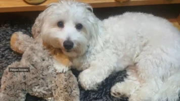 Famille Bessière indignée: Chien euthanasié à tort pour suspicion de rage