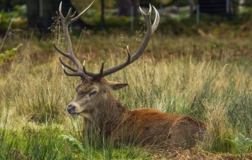 Nevada lutte contre une maladie affectant cerfs et rennes, touchant plusieurs pays