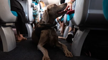 Polémique sur la présence des chiens dans les TGV de la SNCF