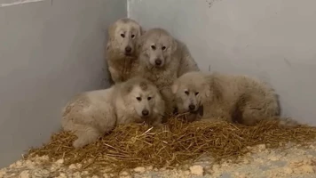 Six chiens abandonnés sauvés par des bénévoles du zoo refuge à Chartres