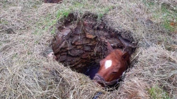 Cheval sauvé d'un puits par les pompiers du Gard après une opération de trois heures