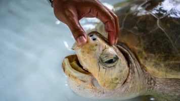 Intoxication mortelle à Zanzibar suite à la consommation de tortue marine
