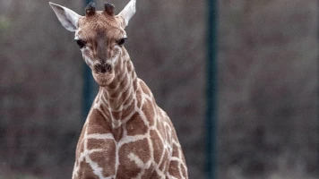 Tragédie au zoo de Miami: Girafon de trois mois meurt après un accident