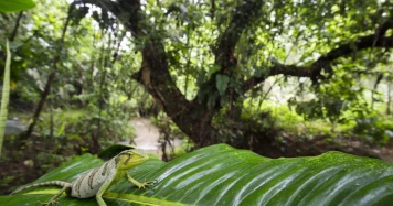 Restauration de la forêt du Chocó: Retour de la biodiversité grâce à la reforestation