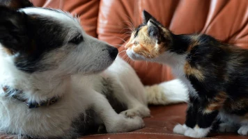 Droits et responsabilités des propriétaires d'animaux en logement loué