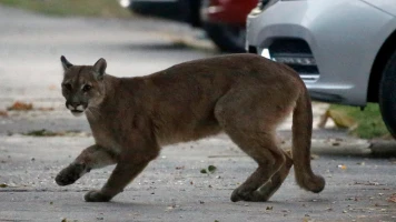 Attaque de Puma en Californie: Un Jeune Homme de 21 Ans Succombe