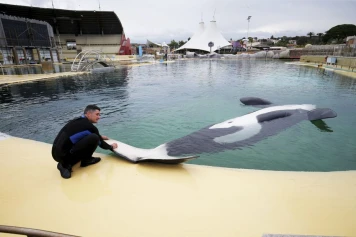 Décès d'Inouk, l'orque mâle de 25 ans, au parc Marineland d'Antibes
