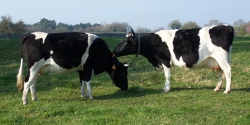 Réforme de la PAC de l'UE : Promouvoir une agriculture durable et respectueuse du climat