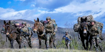 Réintroduction des mules dans l'armée française pour le transport en terrain difficile