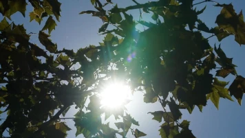 Chaleur en France: Variation rapide des températures, rôle du changement climatique