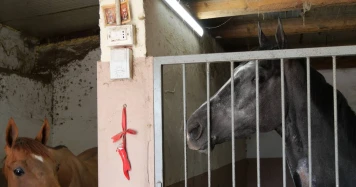 La lutte contre les courses de chevaux illégales organisées par la mafia à Catane