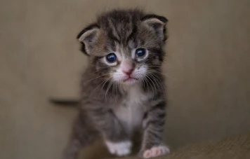 Adolescent jetant des chatons d'un pont en Aveyron face à la justice
