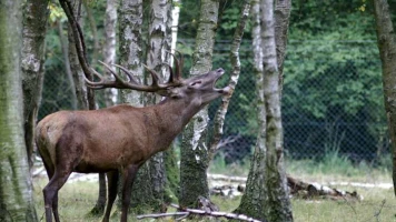 Chasseurs de l'Oise: Saison de Chasse 2023-2024, Succès et Économies Réalisées
