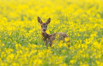 Consommation d'alcool en baisse en France, Cerfs ivres en Normandie