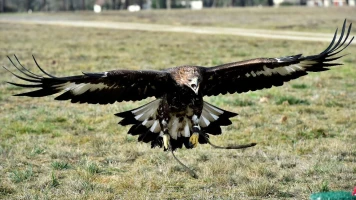 Parapentiste attaqué par un aigle royal survit et reprend son envol