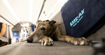 BARK Air: Vols de luxe pour chiens aux États-Unis, expérience unique en cabine