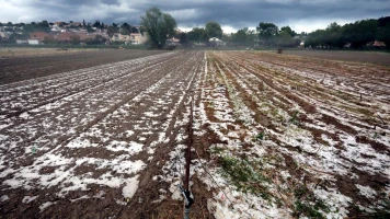 Épisode de froid tardif en France : Impact sur la végétation et les vignobles