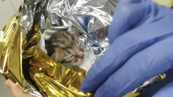 Brest, le chaton sauvé lors d'un match de l'Olympique Lyonnais