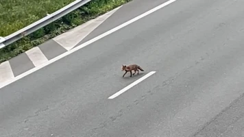 Nature reprend ses droits sur l'A13 fermée, Les Mariannes 92 champions
