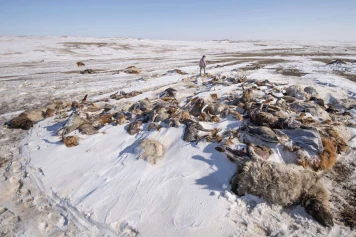 Dzud en Mongolie: Décès de 6,9M d'animaux, éleveurs impuissants face au froid