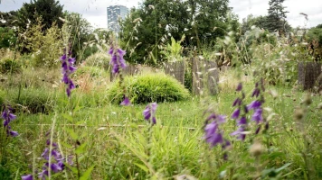 Préservez la biodiversité: Évitez l'utilisation de la tondeuse au printemps