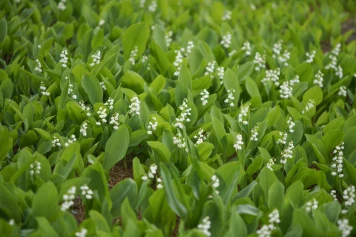 Célébration du 1er Mai: Tradition du Muguet et Hommage aux Travailleurs