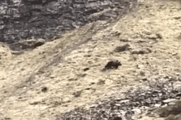 Premier Ourson Brun de 2024 Capturé en Vidéo dans les Pyrénées