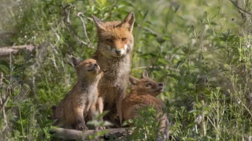 Michel Chardin: Photographe Animalier Immortalise la Vie Sauvage en Timbres