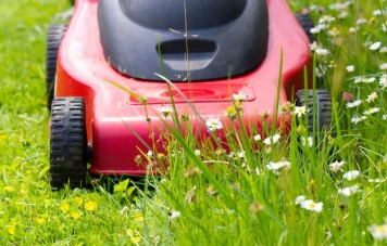 No Mow May": Préservez la biodiversité en laissant votre pelouse pousser