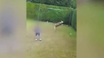Enfants maltraitant un mouton à Merelbeke: indignation et enquête en cours