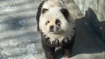 Zoo de Taizhou: Controverse sur les "chiens pandas" teints en noir et blanc